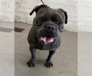 Medium Photo #1 Free-Lance Bulldog Puppy For Sale in San Bernardino, CA, USA