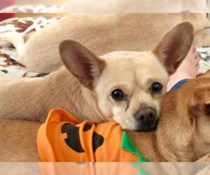 French Bullhuahua Dogs for adoption in Vallejo, CA, USA