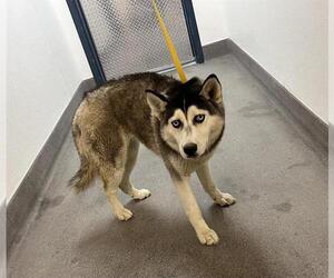 - Mix Dogs for adoption in HESPERIA, CA, USA