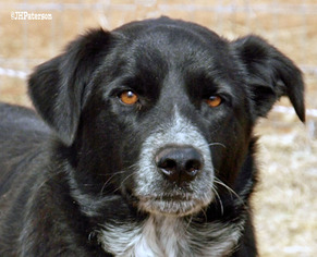 Border Collie Dogs for adoption in Scottsdale, AZ, USA