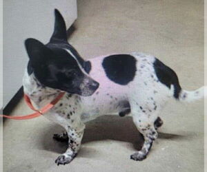 Rat-Cha Dogs for adoption in Princeton, MN, USA