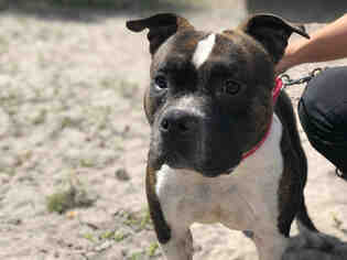 Small Staffordshire Bull Terrier Mix