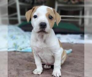 American Pit Bull Terrier Dogs for adoption in Show Low, AZ, USA