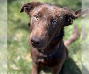 Labrador Retriever-Unknown Mix Dogs for adoption in San Diego, CA, USA