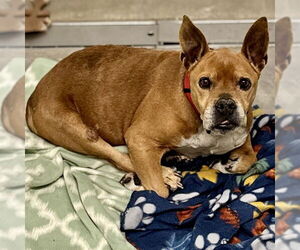 Staffordshire Bull Terrier-Unknown Mix Dogs for adoption in Tavares, FL, USA