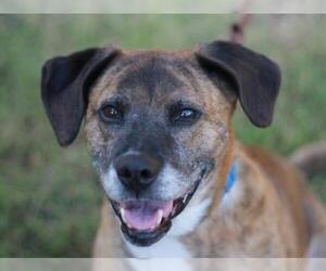 Boxer-Mountain Cur Mix Dogs for adoption in Cookeville, TN, USA