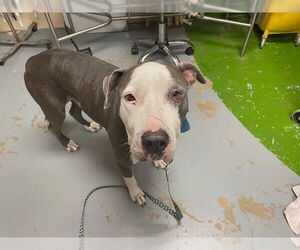 American Pit Bull Terrier Dogs for adoption in Ocala, FL, USA