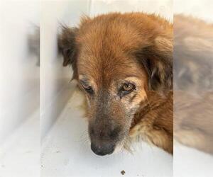 German Shepherd Dog-Unknown Mix Dogs for adoption in Houston, TX, USA