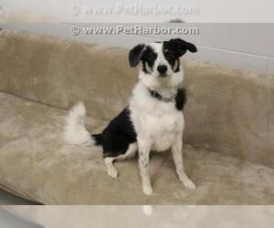 Border Collie-Unknown Mix Dogs for adoption in Grasswood, Saskatchewan, Canada