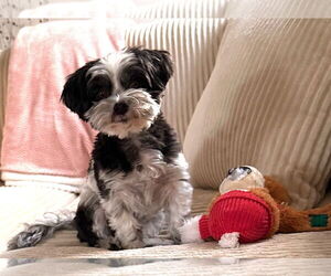 Maltese Dogs for adoption in Sandy, UT, USA