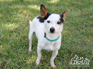 Rat-Cha Dogs for adoption in Irvine, CA, USA