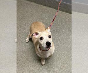 Chihuahua-Unknown Mix Dogs for adoption in Las Vegas, NV, USA