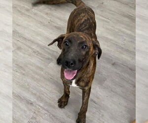 Mountain Cur-Plott Hound Mix Dogs for adoption in Bristol, CT, USA