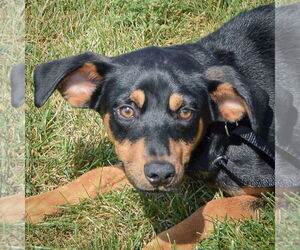 Beagle-German Shepherd Dog Mix Dogs for adoption in Huntley, IL, USA