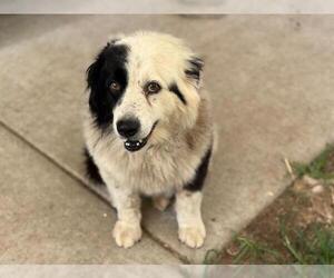 Australian Shepherd-Unknown Mix Dogs for adoption in Tulsa, OK, USA
