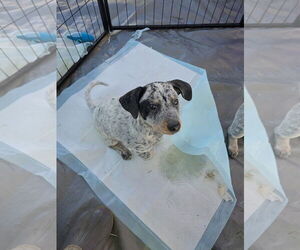 Mutt Dogs for adoption in Santa Rosa, CA, USA