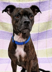 American Boston Bull Terrier Dogs for adoption in Hornell, NY, USA