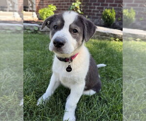 Labrador Retriever-Unknown Mix Dogs for adoption in Minneapolis, MN, USA