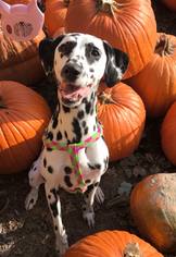 Dalmatian Dogs for adoption in Cincinnati, OH, USA