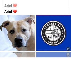 Mastiff-Unknown Mix Dogs for adoption in Akron, OH, USA
