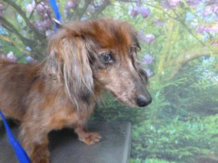 Dachshund Dogs for adoption in Henderson, NV, USA