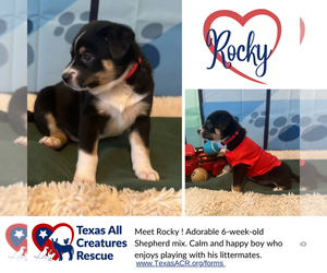 Mutt Dogs for adoption in Lillian, TX, USA