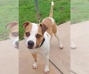 Bulldog Dogs for adoption in Fort Lauderdale, FL, USA