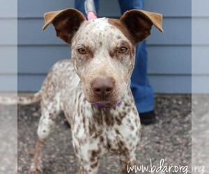 Mutt Dogs for adoption in Cheyenne, WY, USA