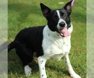Border Collie Dogs for adoption in Thief River Falls, MN, USA
