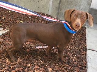 Dachshund Dogs for adoption in Campbell, CA, USA