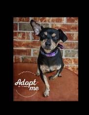 Chihuahua-Unknown Mix Dogs for adoption in Belton, MO, USA