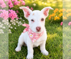 Mutt Dogs for adoption in Phoenix, AZ, USA