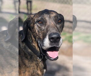 Great Dane Dogs for adoption in Palm Beach, FL, USA