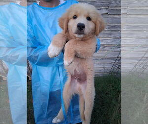 Golden Pyrenees Dogs for adoption in Grafton, WI, USA