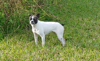 Boston Terrier Dogs for adoption in New Smyrna Beach, FL, USA
