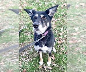 Gerberian Shepsky Dogs for adoption in Mount Airy, NC, USA