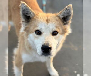 Border Collie-Unknown Mix Dogs for adoption in Tulsa, OK, USA
