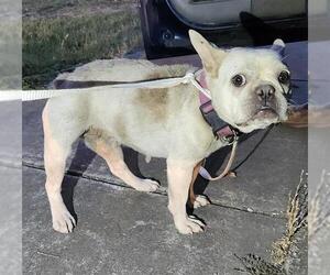 French Bulldog-Unknown Mix Dogs for adoption in San Antonio, TX, USA