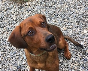 Beagle Dogs for adoption in Orleans, VT, USA