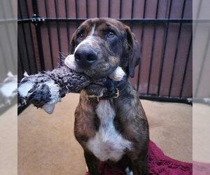 Mastiff Dogs for adoption in Grand Junction, CO, USA