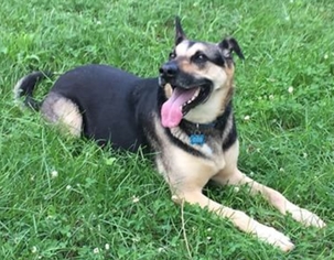 German Shepherd Dog Dogs for adoption in Rustburg, VA, USA
