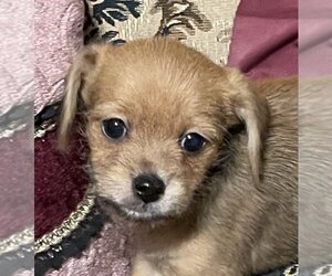 Chiweenie Dogs for adoption in Crossville, AL, USA