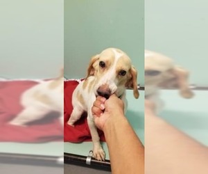 Beagle Dogs for adoption in Washington, DC, USA