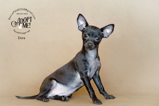 Medium Photo #1 Chihuahua Puppy For Sale in Fountain Hills, AZ, USA