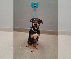 Rottweiler-Unknown Mix Dogs for adoption in Las Vegas, NV, USA