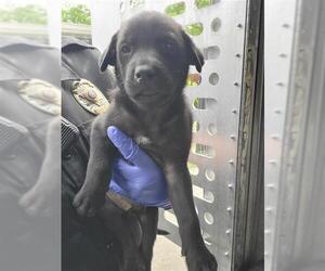 Labrador Retriever-Unknown Mix Dogs for adoption in San Antonio, TX, USA