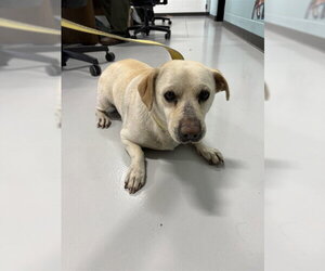 Beagle Dogs for adoption in Temple, TX, USA