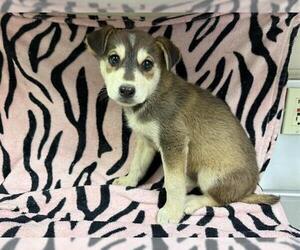 Carolina Dog-Unknown Mix Dogs for adoption in HESPERIA, CA, USA