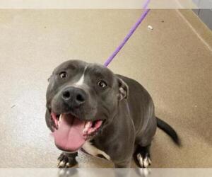 Bullypit Dogs for adoption in Fort Wayne, IN, USA