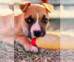 Boxer Dogs for adoption in Rockville, MD, USA